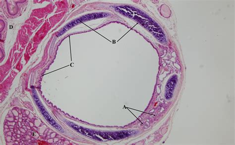 Esophagus And Trachea Cross Section