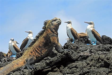 Isabela Island Animals