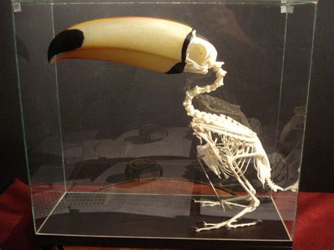 South American toco toucan – Ramphastos | Cabinet of Curiosities ...