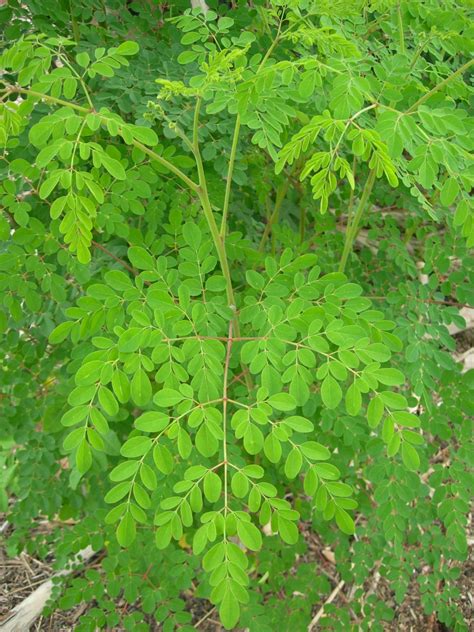 Murunga seeds or Moringa Oleifera or drumstick seeds