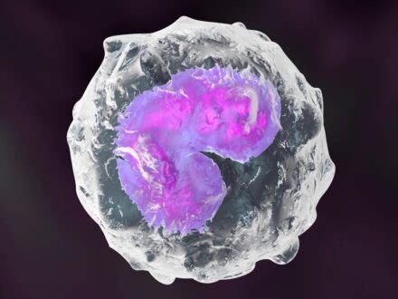 Absolute Monocytes Low, High, Normal Range, Blood Test