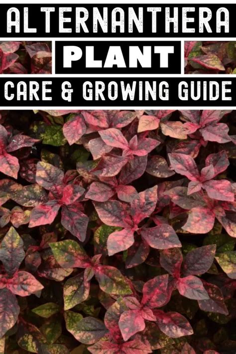 Alternanthera Plant Care & Growing Guide - Hobby Plants