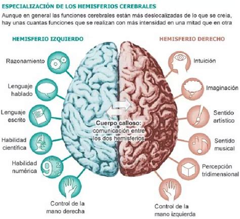 ¿Cuáles son las habilidades que se desarrollan en cada uno de los hemisferios de nuestro cerebro?