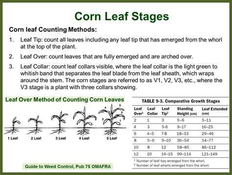 Corn Leaf Stages – Field Crop News