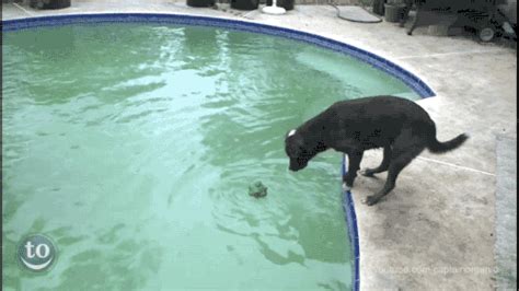 Funny Dog Fail Gifs