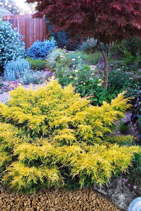 Buy Saybrook Gold Juniper | FREE SHIPPING | Wilson Bros Gardens | 3 ...