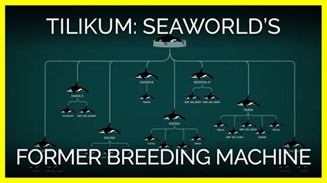 Tilikum: SeaWorld’s Former Breeding Machine - YouTube