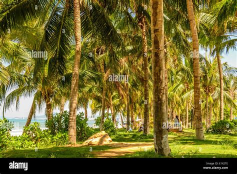 coconut grove on the beach Stock Photo - Alamy