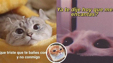 5 MEMES de amor y gatitos graciosos para mi novio | Petlife