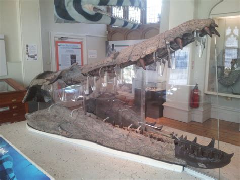 Pliosaurus skull at Dorset County Museum Jurassic Coast, The Good Dinosaur, Dorset, Science And ...