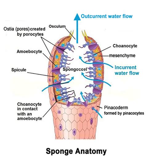 Top 196 + Sponge animal diagram - Lifewithvernonhoward.com