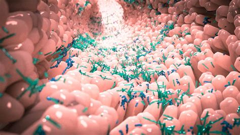 The Role of the Microbiome in Immunity