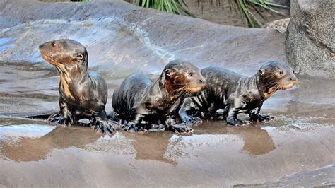 Los Angeles Zoo welcomes baby otters, giraffe for the holidays - ABC7 ...