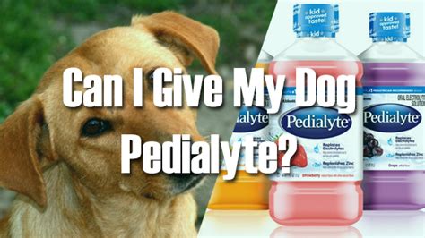 can dogs have pedialyte | Pet Consider