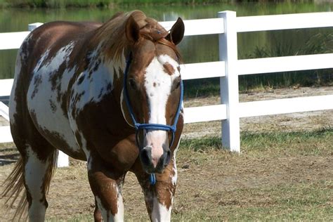 overo paint aqha - Google Search | Beautiful horses, Horses, Horse barns