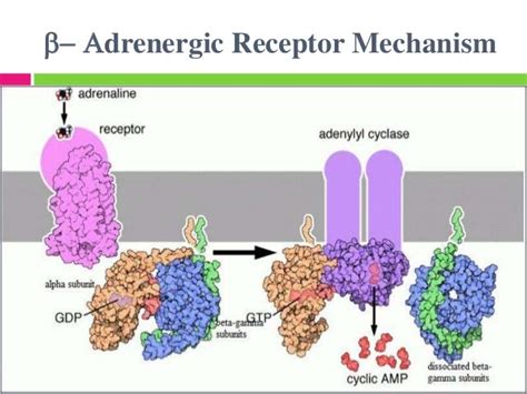 Adenyl cyclase signaling slideshare