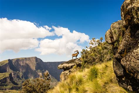 Wildlife of the Simien mountains | TravelLocal