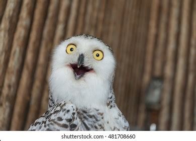 463,005 Funny birds Images, Stock Photos & Vectors | Shutterstock