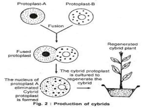 Protoplast isolation and fusion