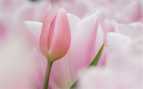 HD wallpaper: *So soft and pale*, nature, pastel, tulips, flowers, pink | Wallpaper Flare