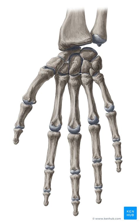 Proximal Interphalangeal Joints of the Hand - Anatomy | Kenhub