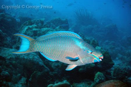 Life In The Seas Painted Greenling