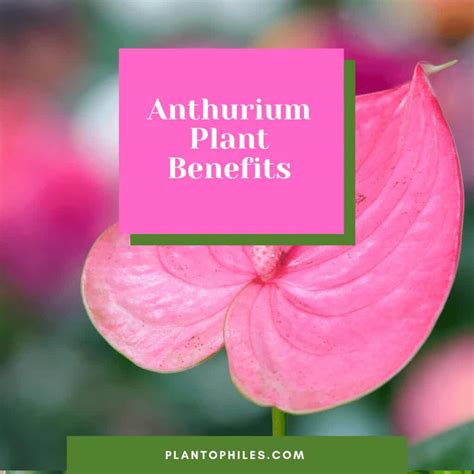 11 Greatest Anthurium Plant Benefits