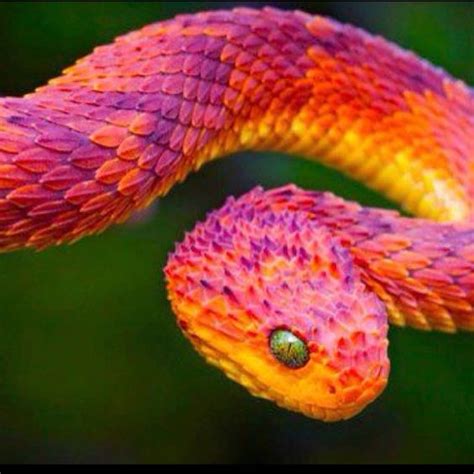 Colorful snakes, Snakes and Cute images on Pinterest