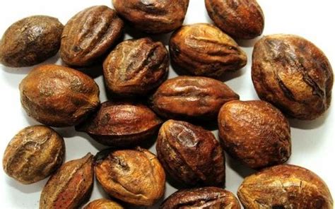 Terminalia Chebula Tree Seeds (1 Kg Pack) at Rs 725/kilogram | पेड़ के बीज in Coimbatore | ID ...