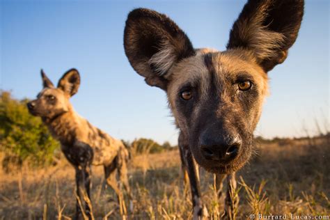 Painted Dogs - Burrard-Lucas Photography