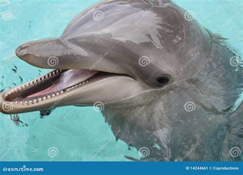 Bottle-nose Dolphin, Close-up Stock Image - Image: 14244661