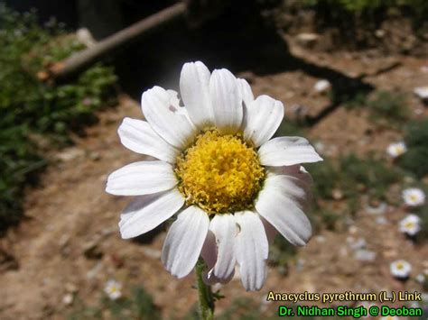 Medicinal Plants: Anacyclus pyrethrum