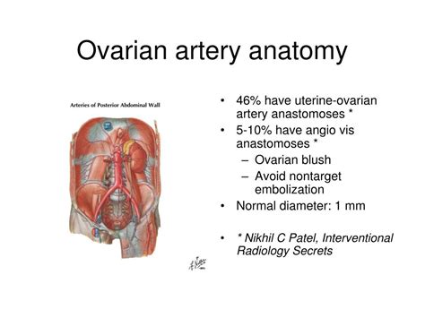 Ovarian Artery Anatomy