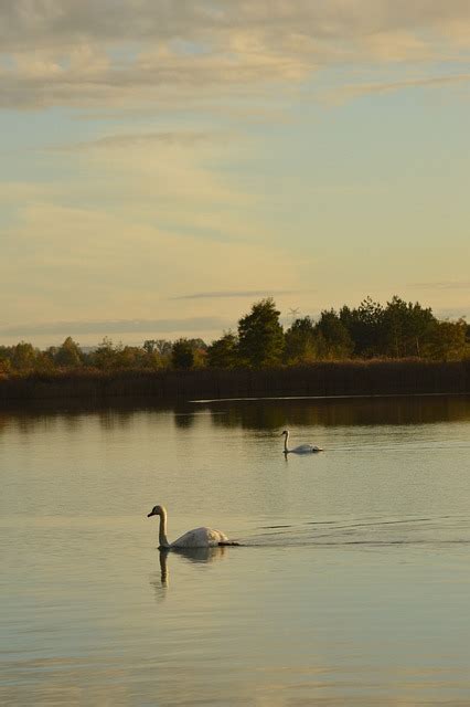 Swans Lake Pond - Free photo on Pixabay - Pixabay