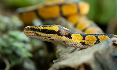 Ball Python Habitat Checklist (Supplies List)