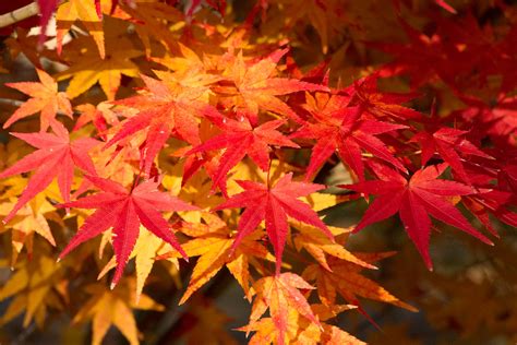 Kyoto Autumn Leaves - When to Go and Best Places to Visit ...