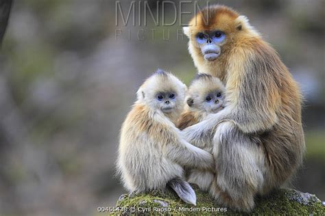 Golden Snub-nosed Monkey stock photo - Minden Pictures