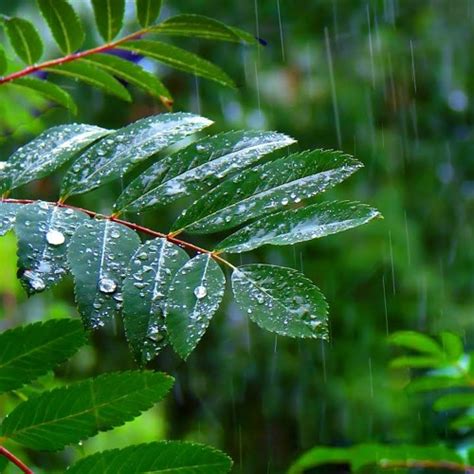 Stream Rainforest Rain Sounds For Sleeping Or Studying (75 Minutes) by ...