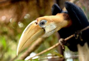 Papua New Guinea Wildlife # 1 – Ramdas Iyer Photography