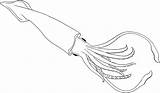 Squid Coloring Pages  Cute Printable Coloring sketch template