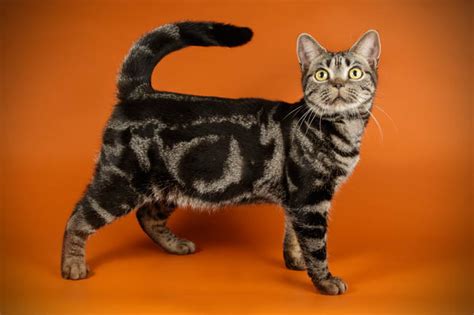 Tabby Cat Breeds, Colours & Markings | Cat-World