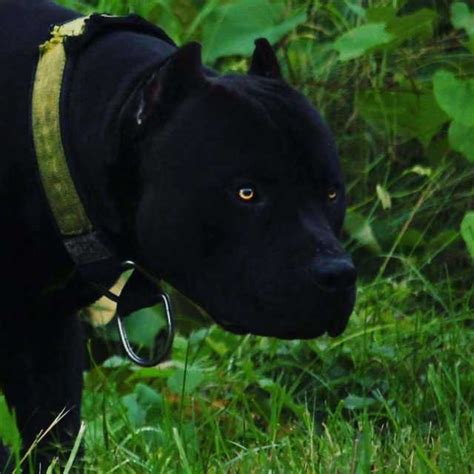 That's Vanta a very very dark bulldog - vantablack post | Bully breeds dogs, Scary dogs, Pitbull dog