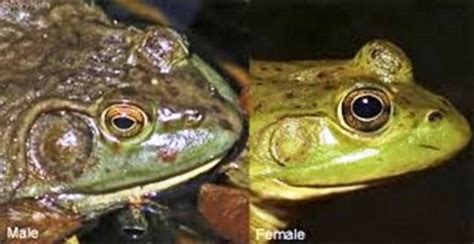 How to Separate Male And Female of A Bullfrog? - AMPHIPEDIA