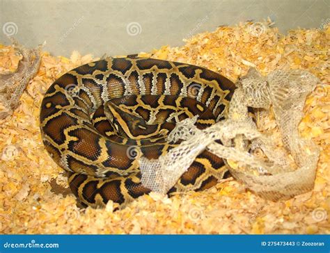 Burmese Python (Python Bivittatus) Stock Image - Image of white ...