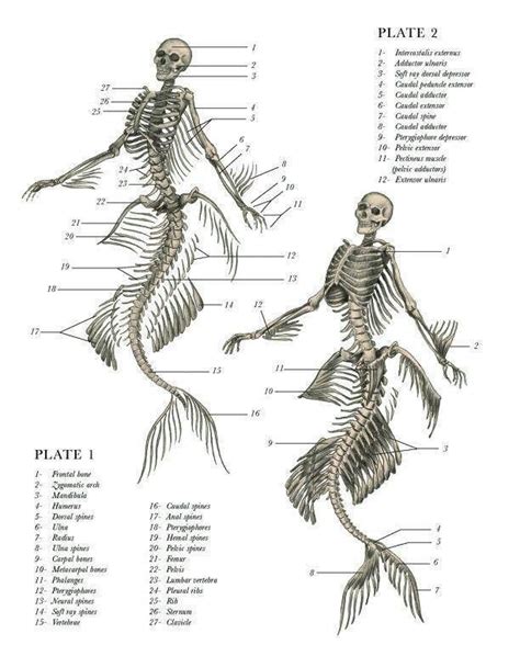 Mermaid Skeleton | Mythological creatures, Mermaid art, Mythical creatures