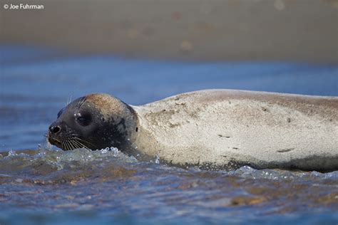 Ribbon Seal – Joe Fuhrman Photography