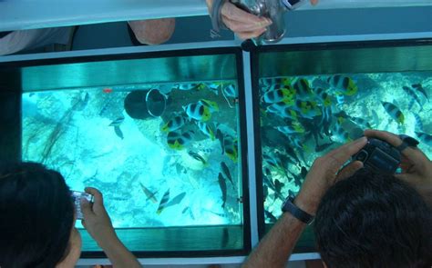 Glass Bottomed Boat - Lakshadweep Voyage