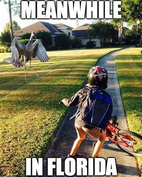 The 20 Best Florida Memes On The Internet