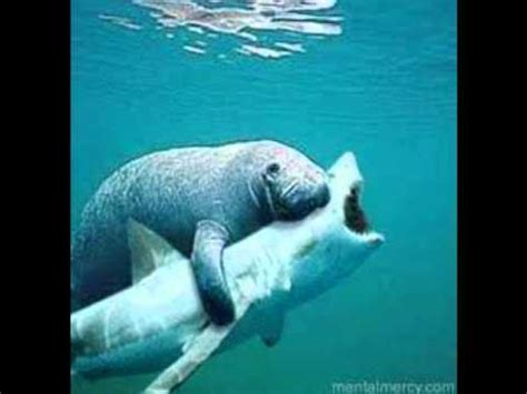 Manatee hugs sharkhark Blank Template - Imgflip