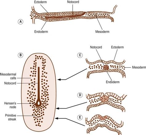 Embryology and development | Radiology Key